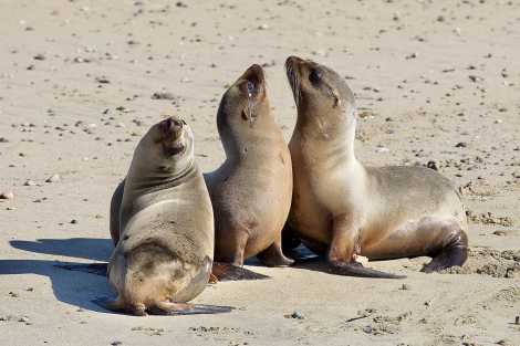 California sea lions on the beach