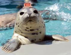 harbor seal Bogey