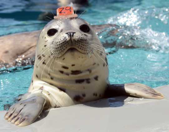 harbor seal patient Bogey