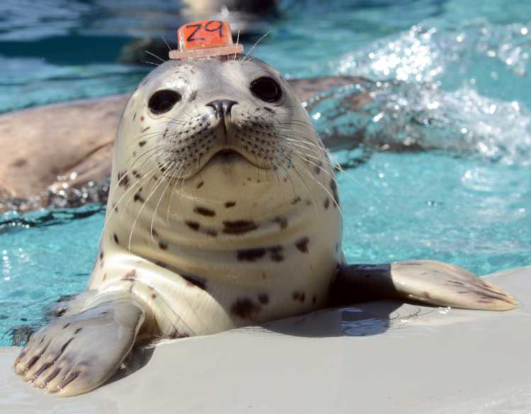harbor seal Bogey in the pool