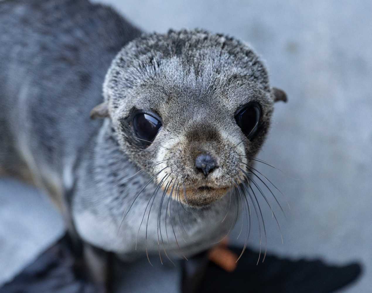 Sloopy (restrand) | The Marine Mammal Center