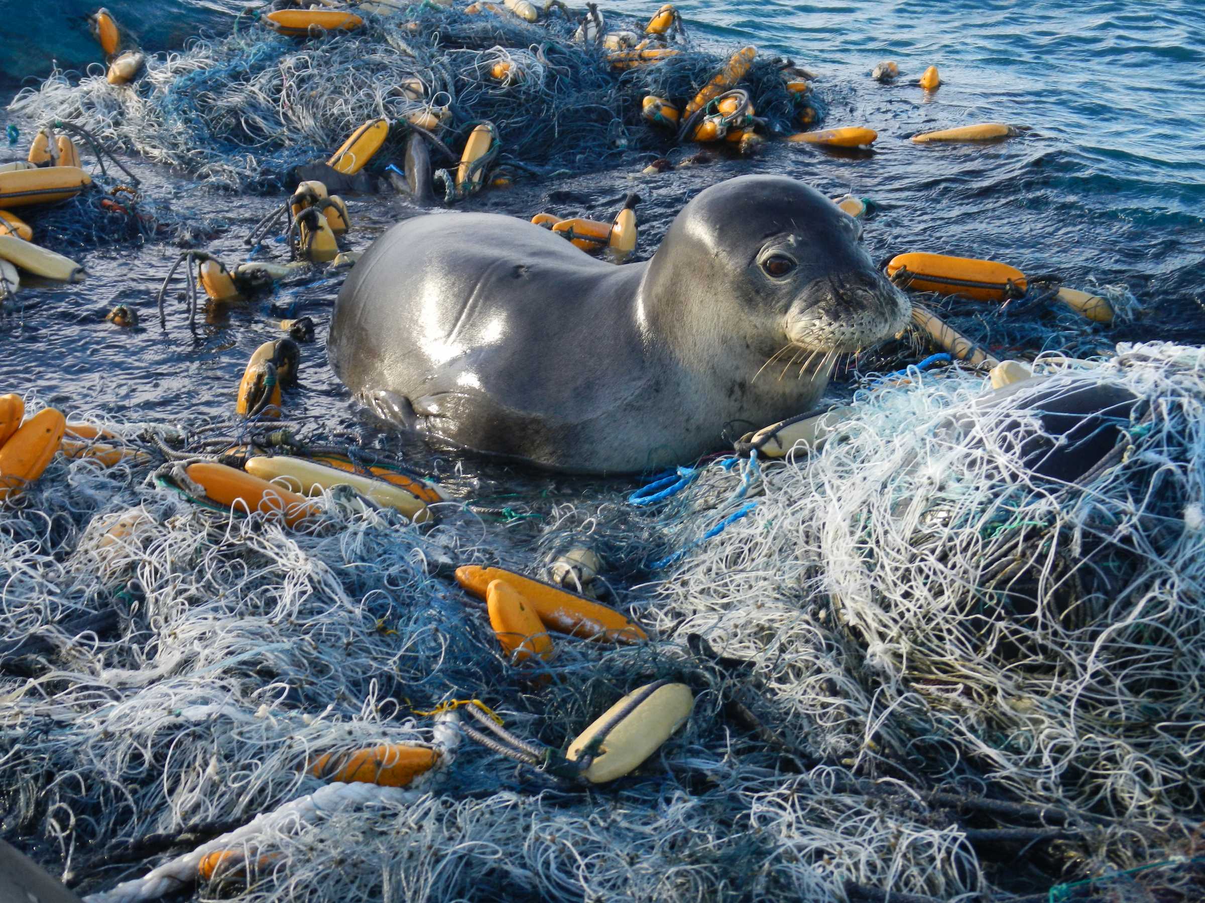 Ocean Trash The Marine Mammal Center