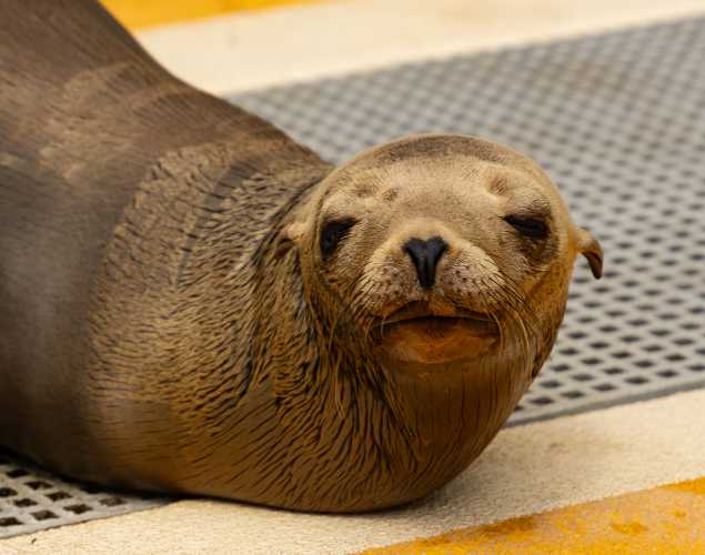 California sea lion