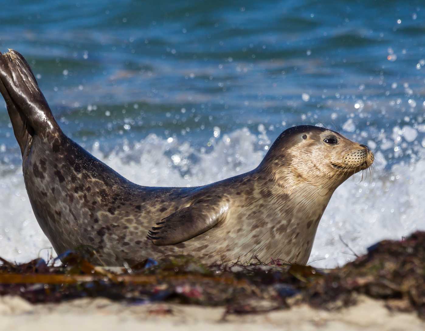 News | The Marine Mammal Center