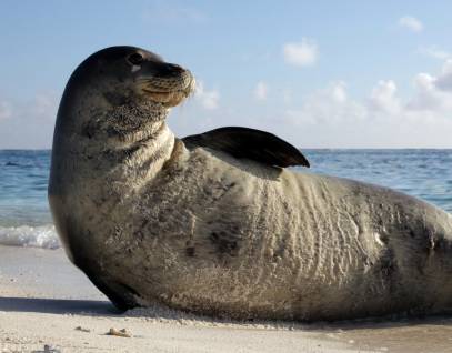 A Hawaiian monk seal rests on its side on a sandy beach.