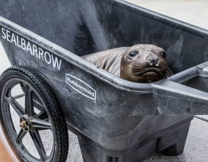 northern elephant seal in a wheelbarrow with the word Sealbarrow painted on it