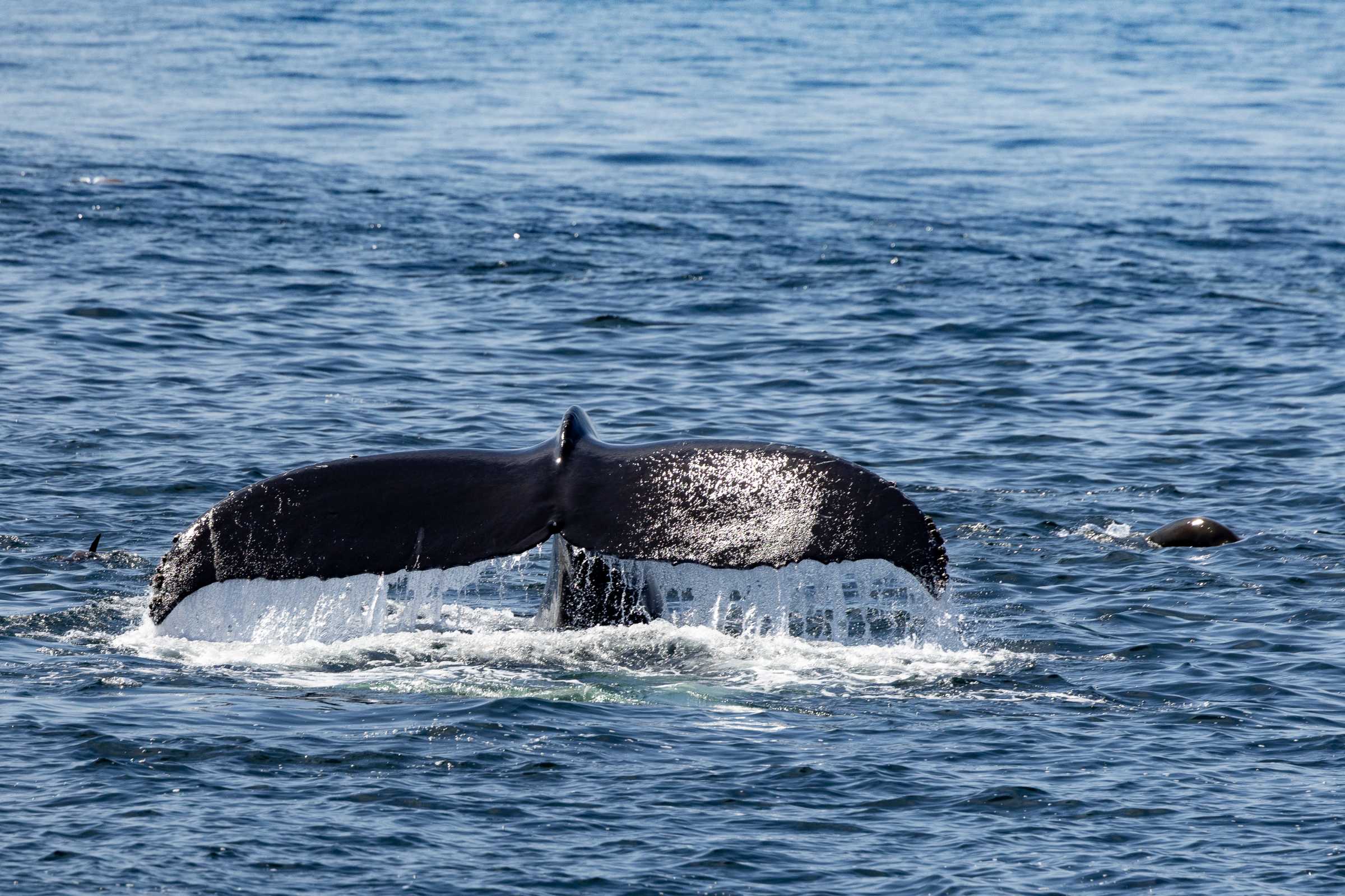 How Do Whales Sleep? And Other Whale Trivia | The Marine Mammal Center