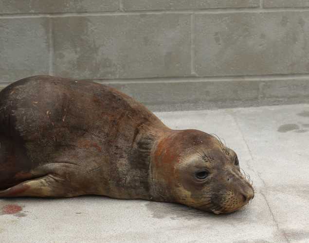 elephant seal Pyke