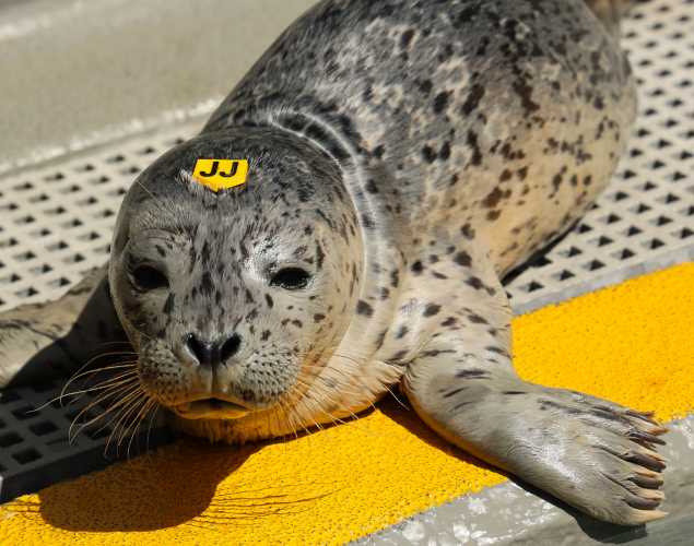 harbor seal Porthos