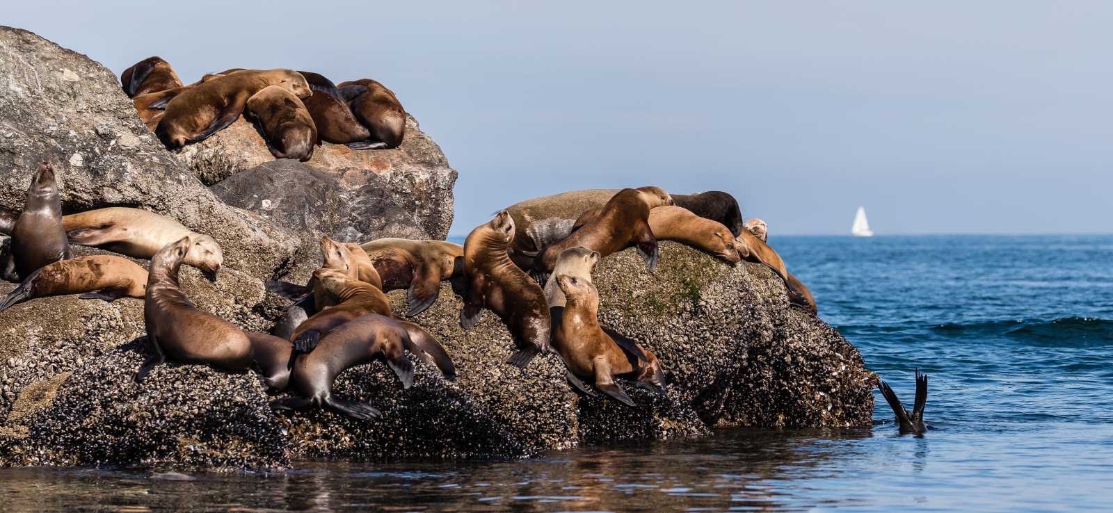 Home The Marine Mammal Center