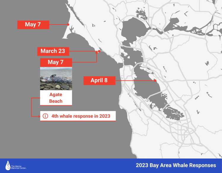 whale stranding map 2023