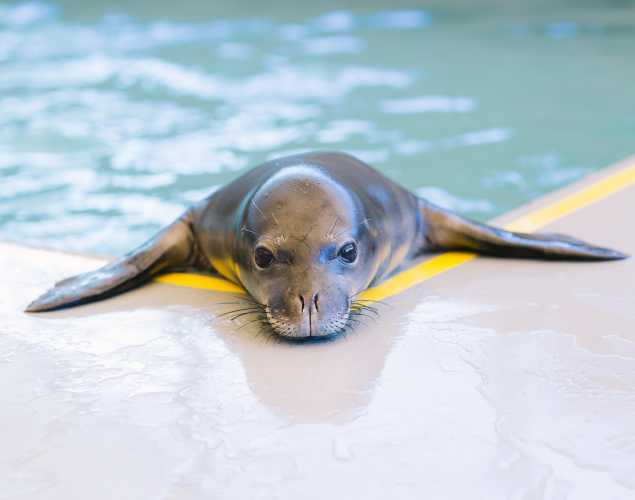 Hawaiian monk seal patient ‘Ākulikuli