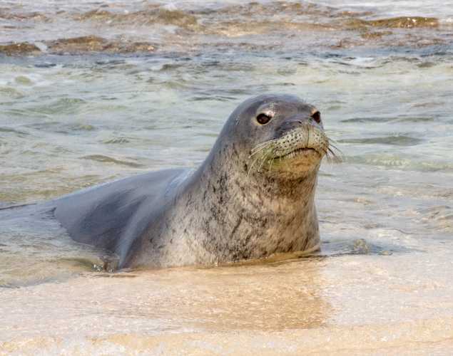 Hawaiian monk seal at the water's edge