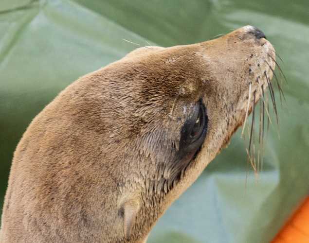 California sea lion Wolfie