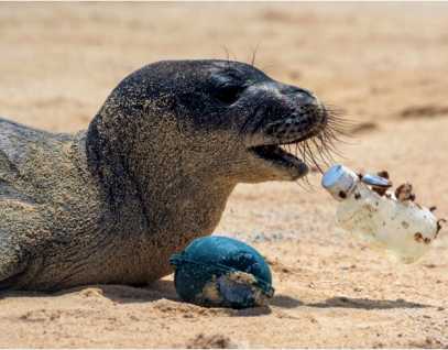 NBC Bay Area: Plastic pollution causing a sea of trouble | The Marine ...