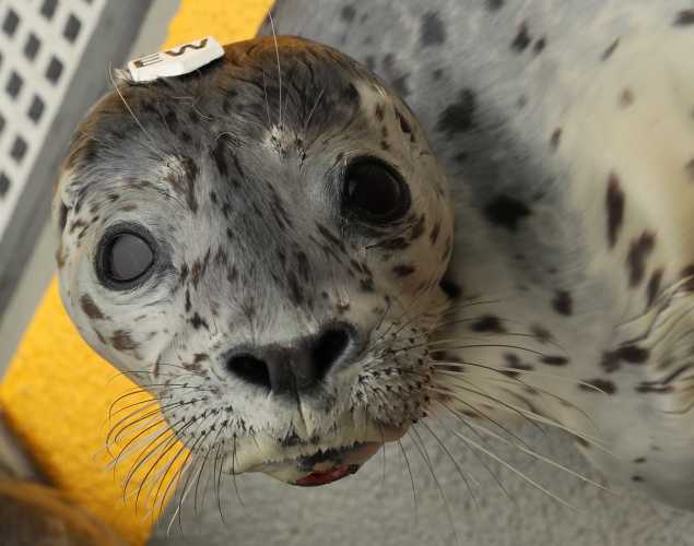 harbor seal Rinka