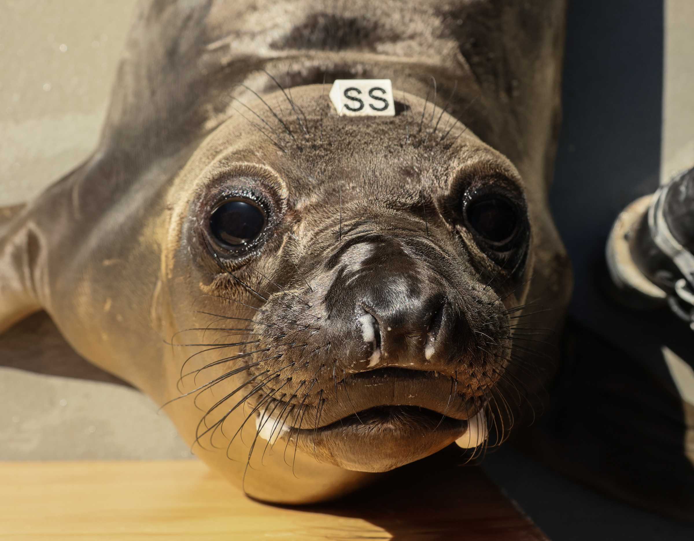 Ellsworth The Marine Mammal Center