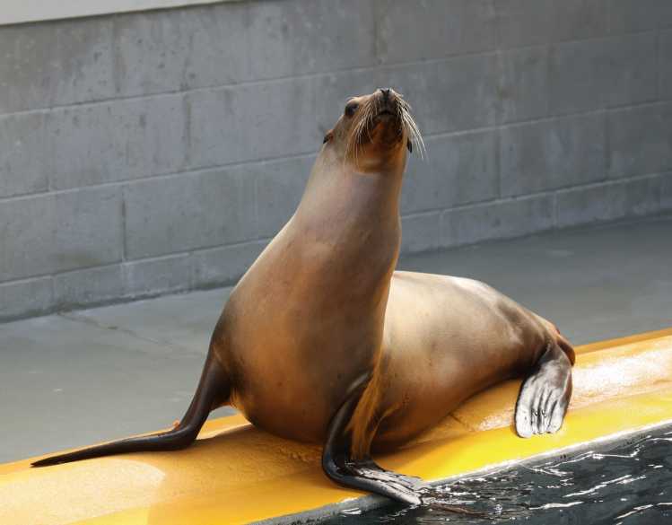 California sea lion, Calamity