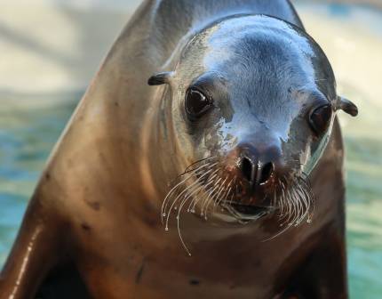 California sea lion Babka