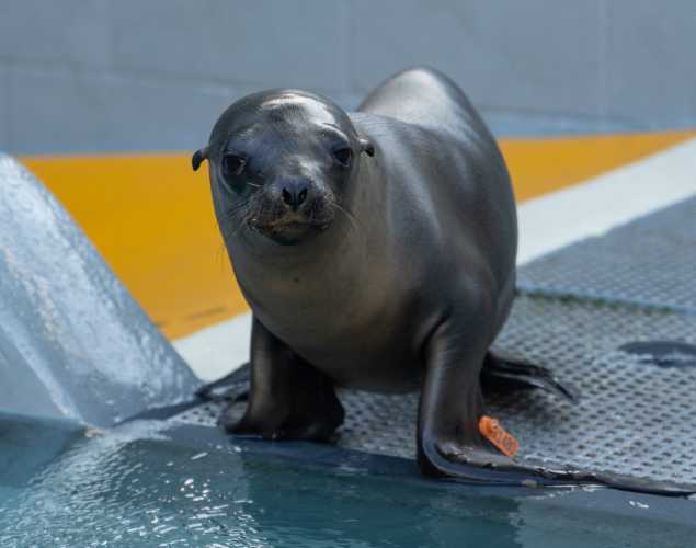 California sea lion