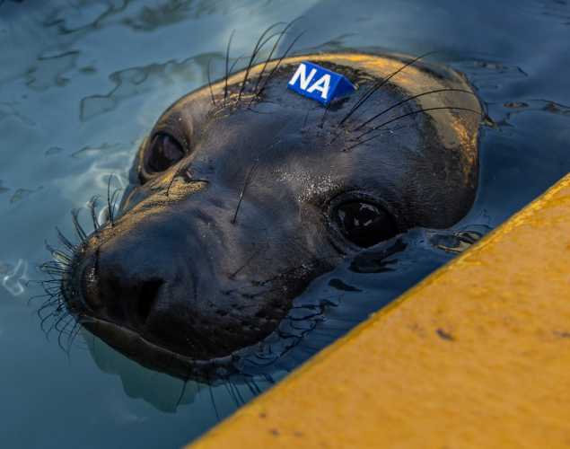 Northern elephant seal
