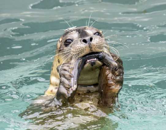 Channels - Pacific Harbor Seal