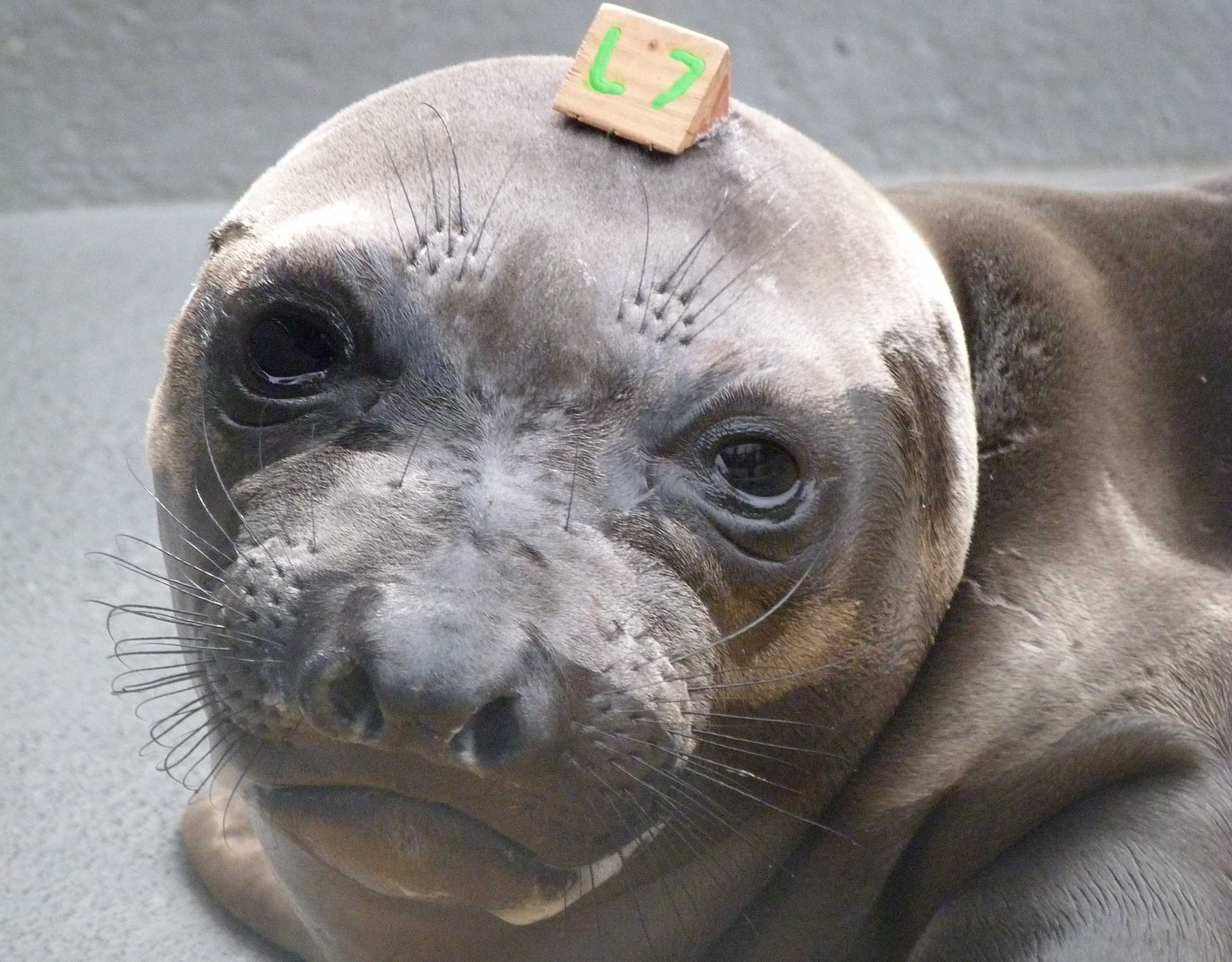 Kerfuffle | The Marine Mammal Center