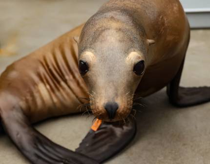 California sea lion Jiminy