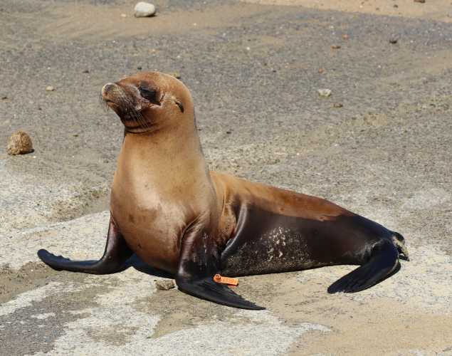 California sea lion Belleza