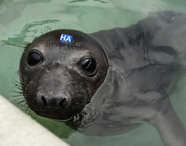 Northern elephant seal
