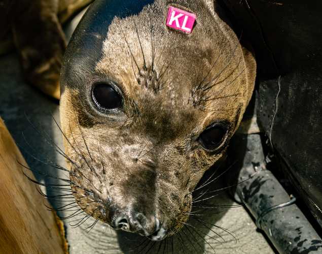 northern elephant seal Fivek
