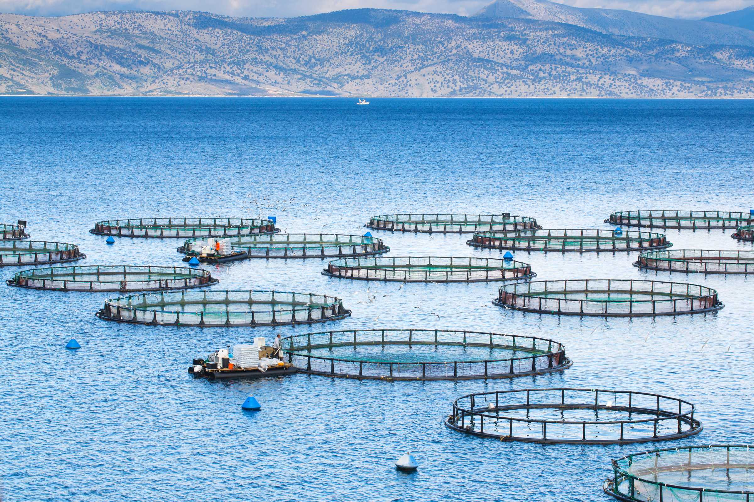 Aquaculture | The Marine Mammal Center 