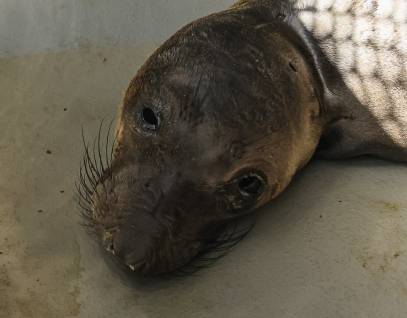 northern elephant seal Wistful