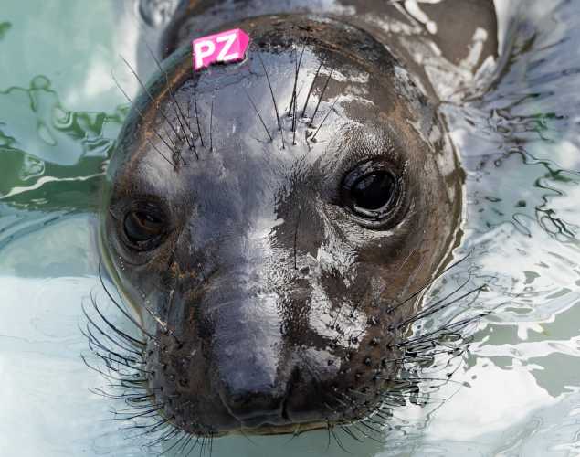 elephant seal pup