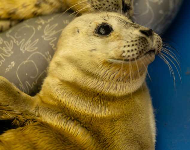 harbor seal Kites