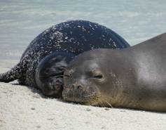 Hawaiian monk seal Meleana and her pup on the beach