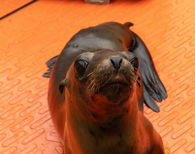 California sea lion