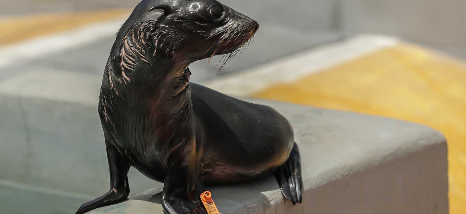 The Marine Mammal Center | Guadalupe Fur Seal The Marine Mammal Center | Guadalupe Fur Seal