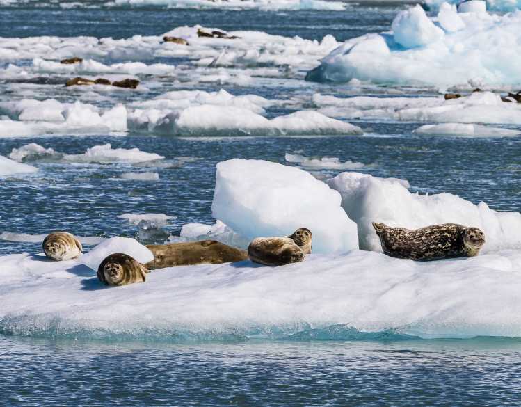 group of harbor seals on an iceberg
