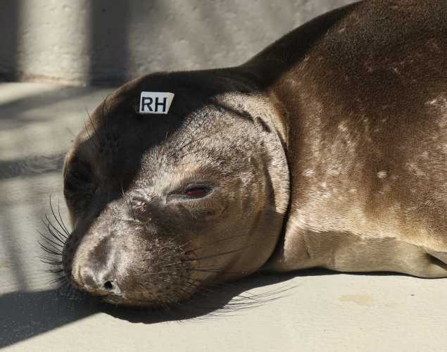 elephant seal Suki