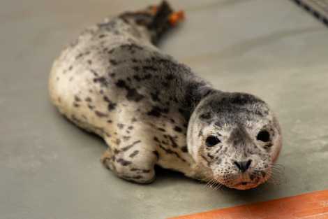 Harbor seal pup Willow