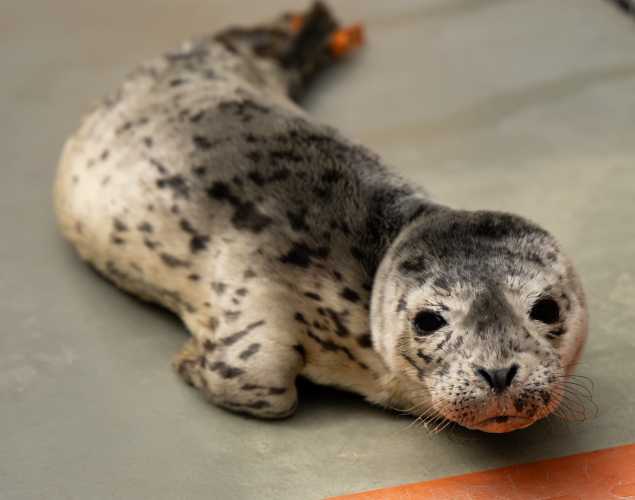 Harbor seal