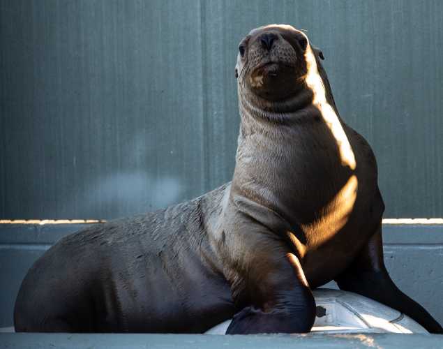 Steller sea lion
