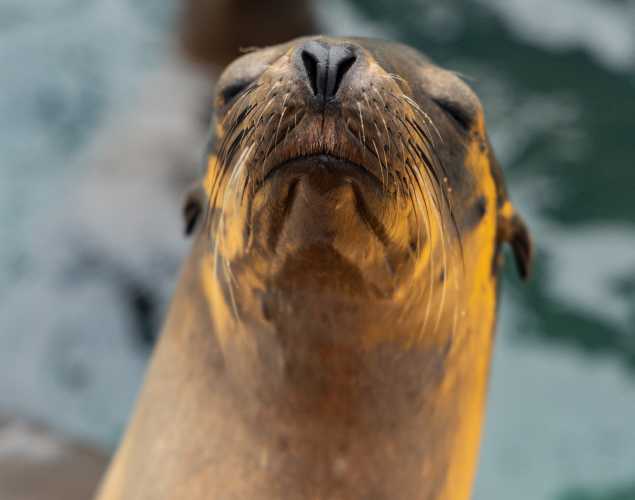 sea lion susie
