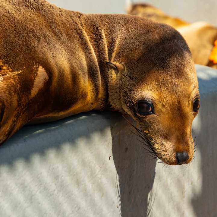 California sea lion Overdue