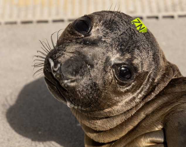 elephant seal