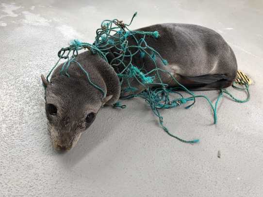 Guadalupe fur seal patient Snaggle wrapped in green netting