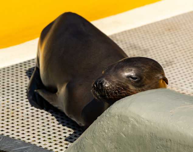 California sea lion