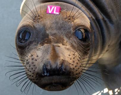 Northern elephant seal