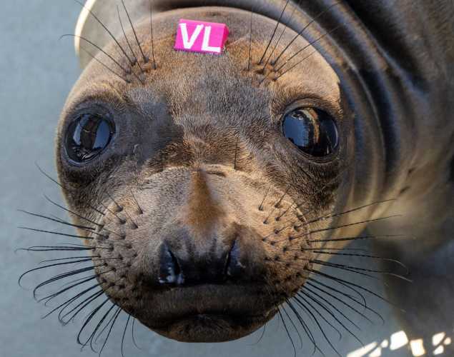 Northern elephant seal